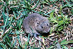 Microtus arvalis